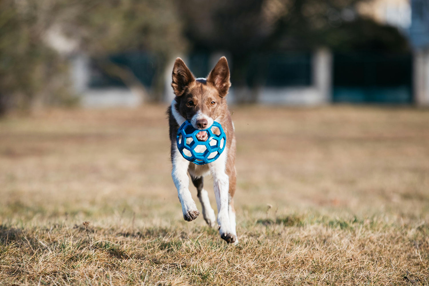 Pet Toys